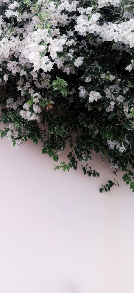 银边白三角梅繁花植物手机壁纸