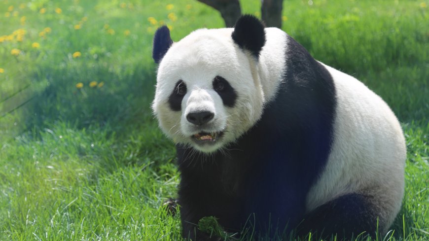 草地上大熊猫憨态可掬动物电脑壁纸