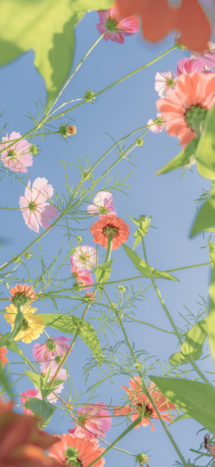波斯菊格桑花仰拍蓝天治愈系风景手机壁纸