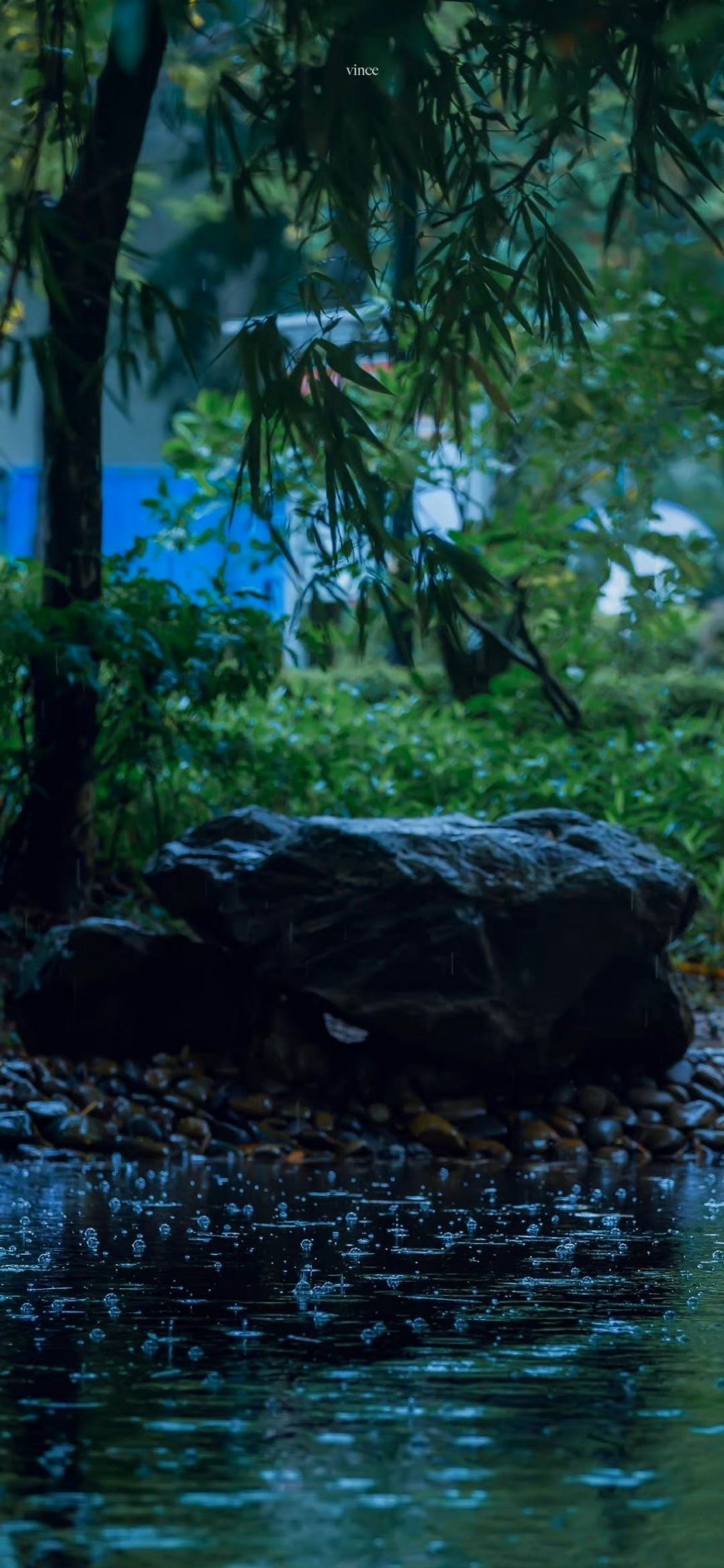 雨后公园池塘竹叶滴雨水景宁静风景手机壁纸