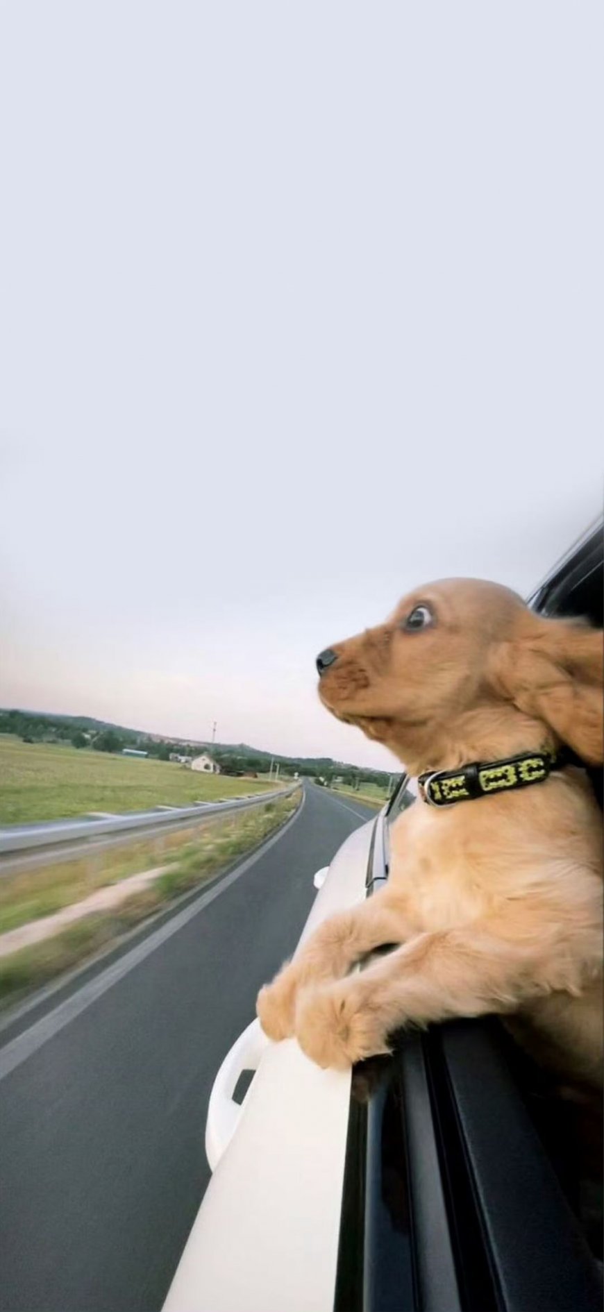 金毛犬探出车窗兜风萌宠手机壁纸