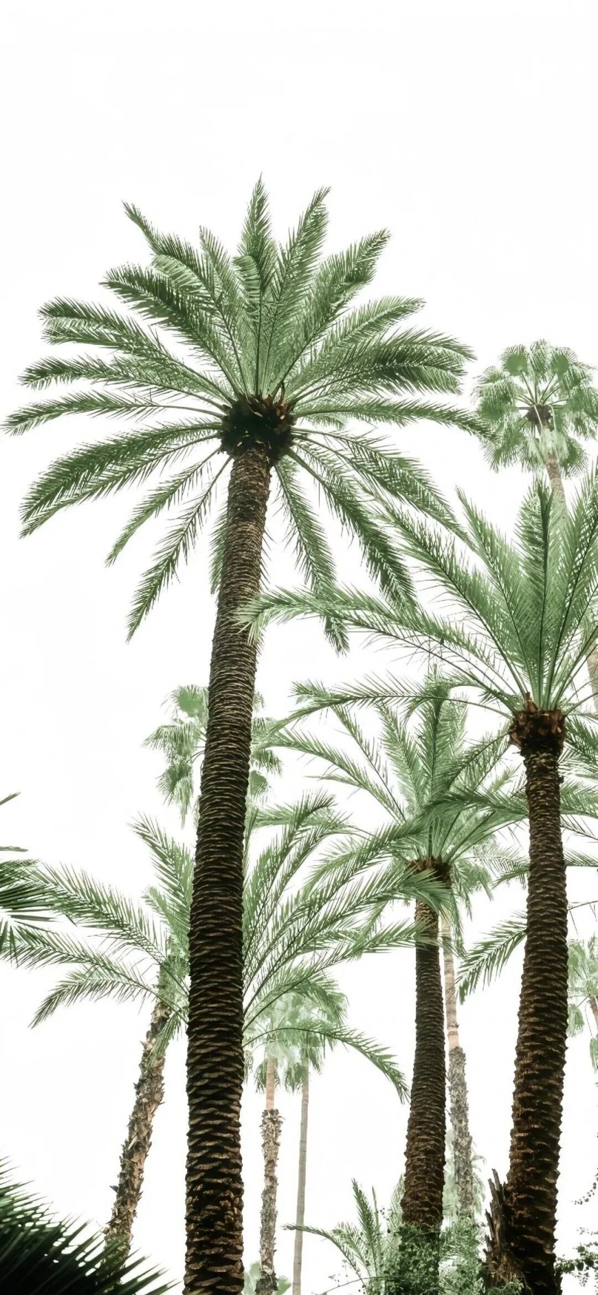 棕榈树群热带植物自然风光风景手机壁纸