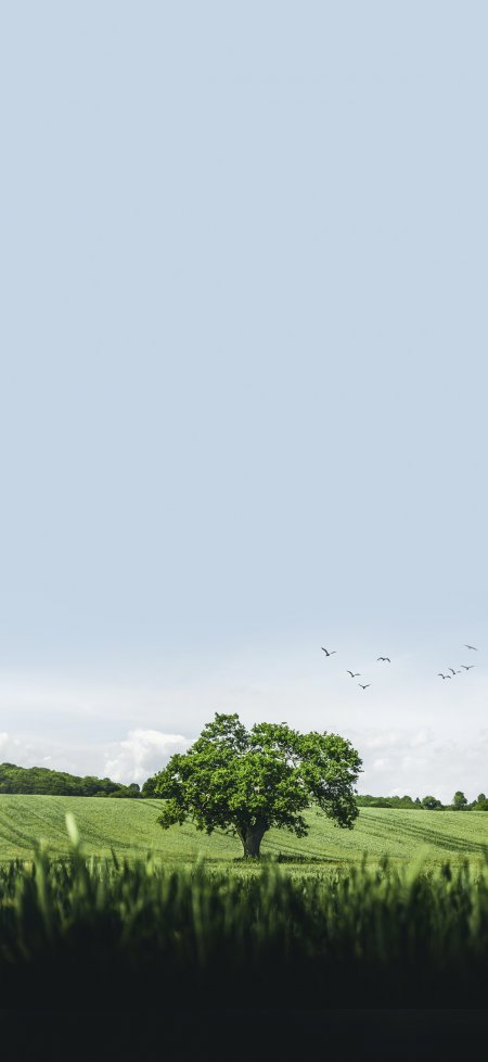 田野孤树飞鸟蓝天白云自然风光风景手机壁纸