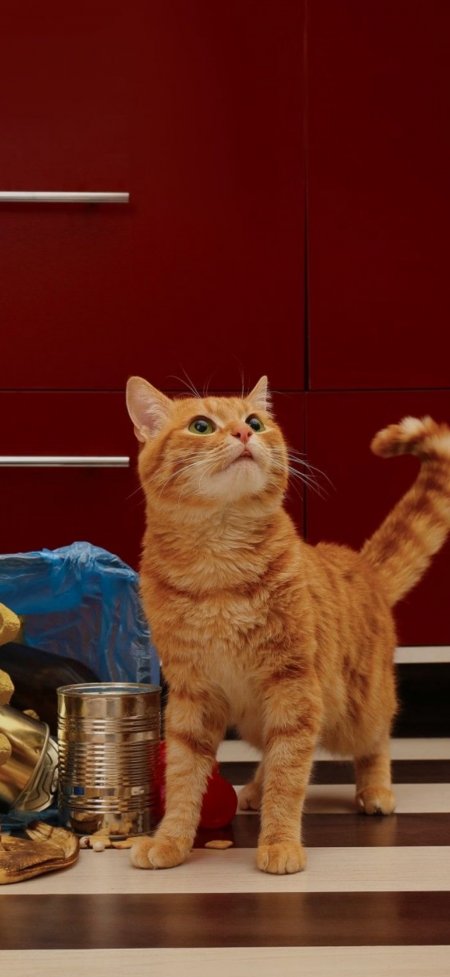 橘猫站立厨房地板上抬头看宠物手机壁纸