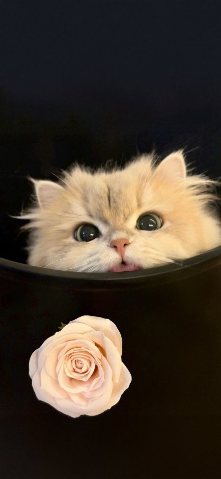 猫咪从容器探头旁有浅粉玫瑰萌宠手机壁纸