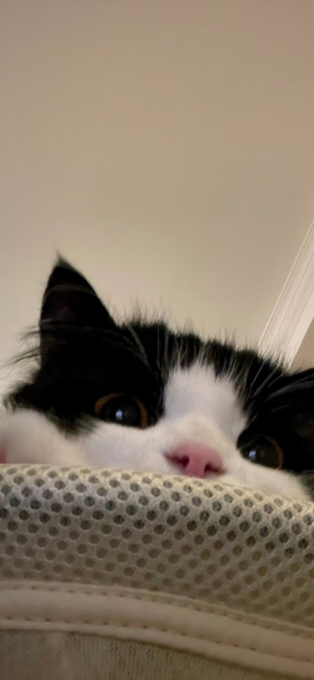 奶牛猫探头萌态特写萌宠手机壁纸