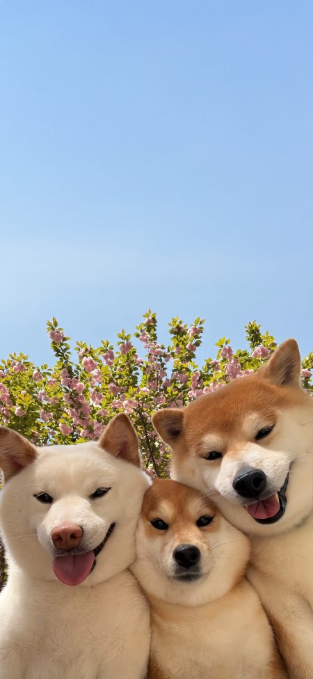 三只柴犬樱花树下合影萌宠手机壁纸