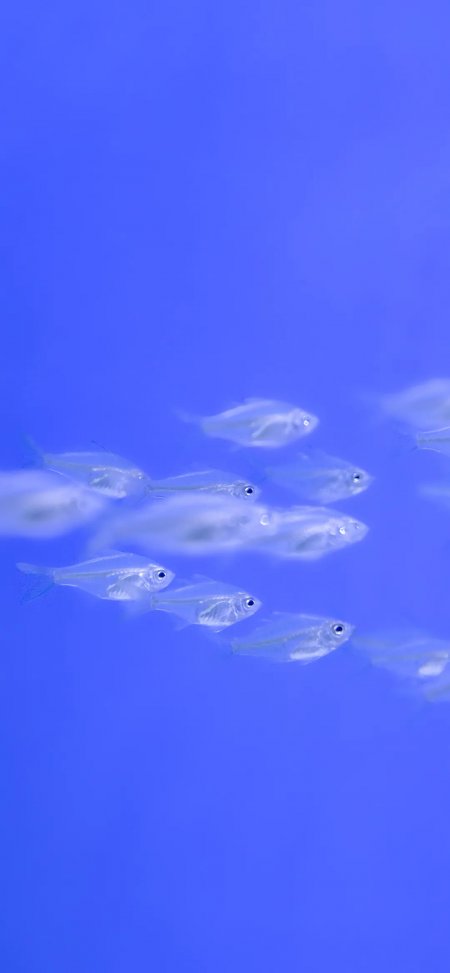 蓝色背景透明玻璃鱼群游动海洋生物手机壁纸