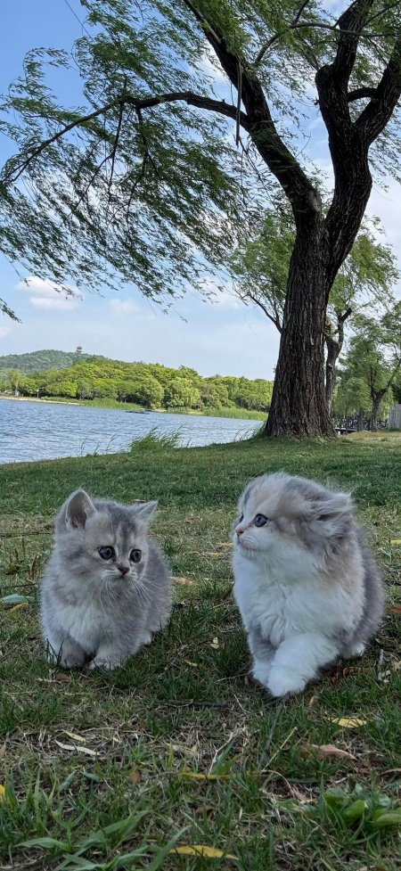 双猫湖畔柳树下萌宠手机壁纸
