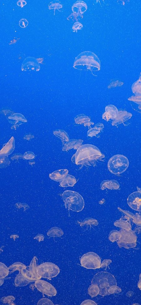 蓝色海水中透明水母群游海洋生物手机壁纸