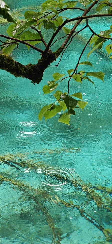 清澈碧水与绿叶雨滴自然风光手机壁纸