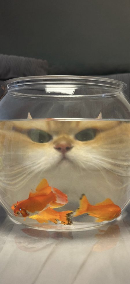 猫咪看金鱼鱼缸趣味瞬间创意电脑壁纸