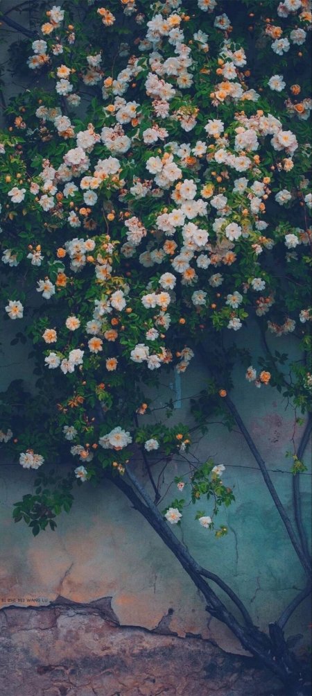 白蔷薇花爬墙唯美风景手机壁纸