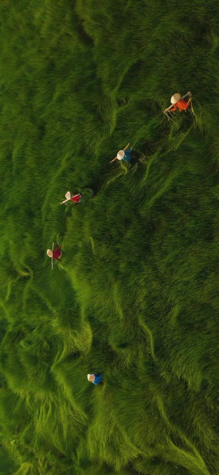 绿色草浪中多名戴斗笠农民劳作航拍风景手机壁纸