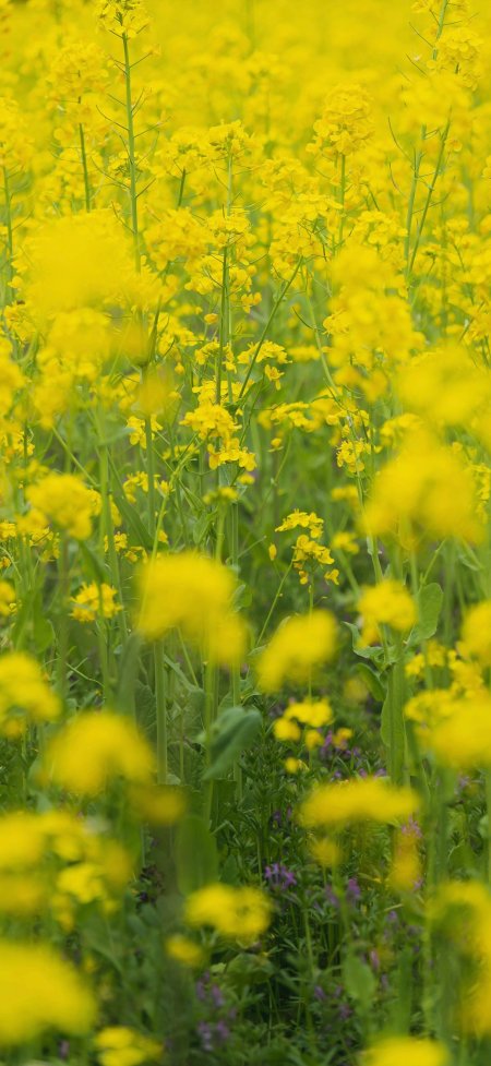 油菜花田金黄花海盛开花朵密集风景手机壁纸
