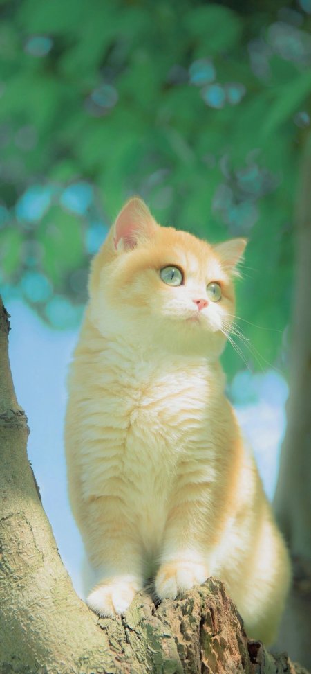 金渐层橘猫坐于树桩仰望天空萌宠治愈手机壁纸