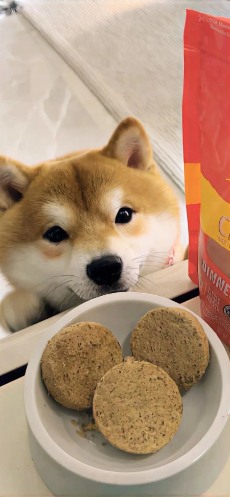 柴犬注视狗粮碗萌态可爱动物手机壁纸