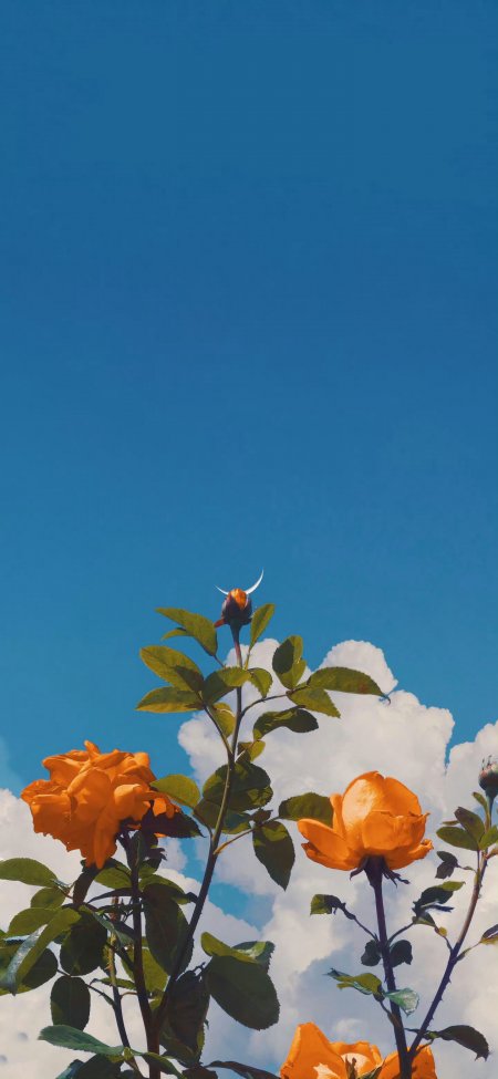 橙色玫瑰花蓝天白云花卉风景手机壁纸
