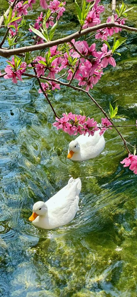 白鸭游弋桃花溪水中春江水暖诗意风景手机壁纸