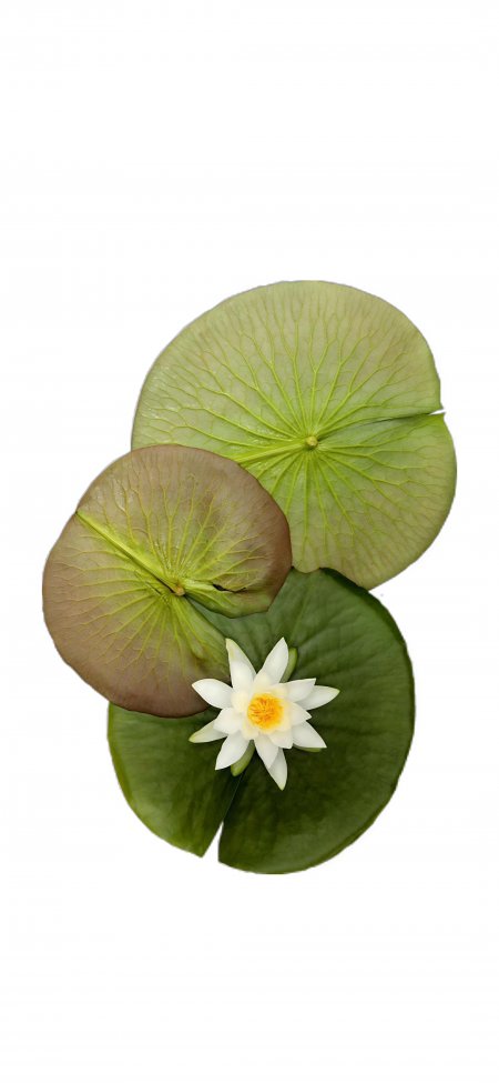 白色睡莲花朵盛开于碧绿荷叶之上风景手机壁纸