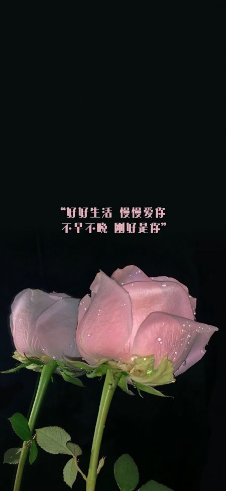 粉色玫瑰花文字好好生活慢慢爱你浪漫人物手机壁纸