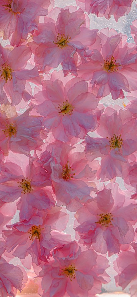 粉色樱花花瓣特写花卉风景手机壁纸