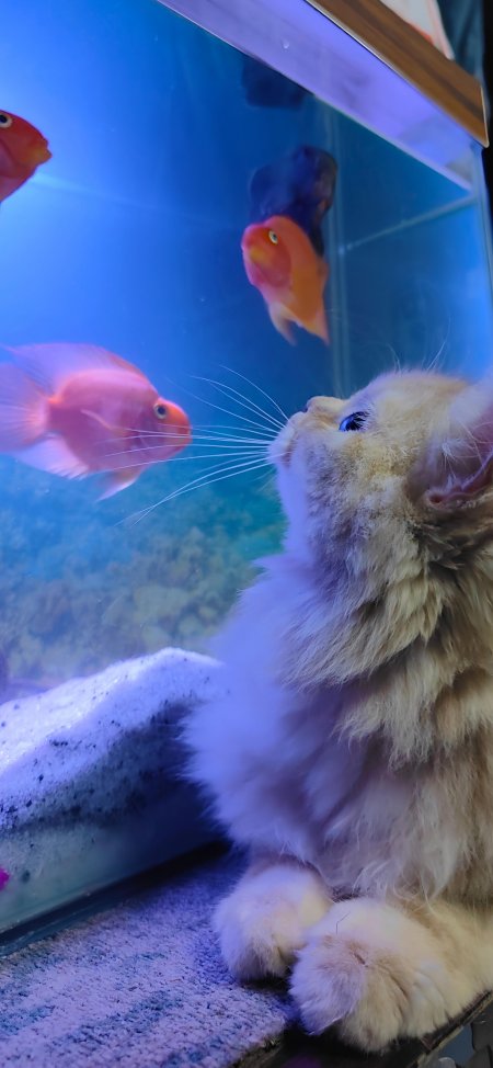 橘猫凝视鱼缸金鱼萌宠互动温馨宠物手机壁纸
