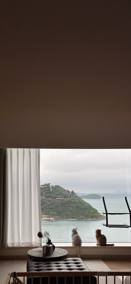 两只猫咪窗边眺望海景青山风景手机壁纸