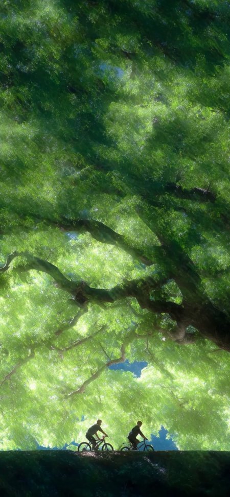 两人骑自行车穿过巨大绿树下阳光森林风景手机壁纸