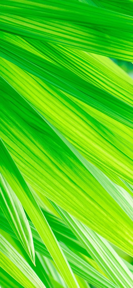 绿色棕榈叶纹理特写植物风景手机壁纸