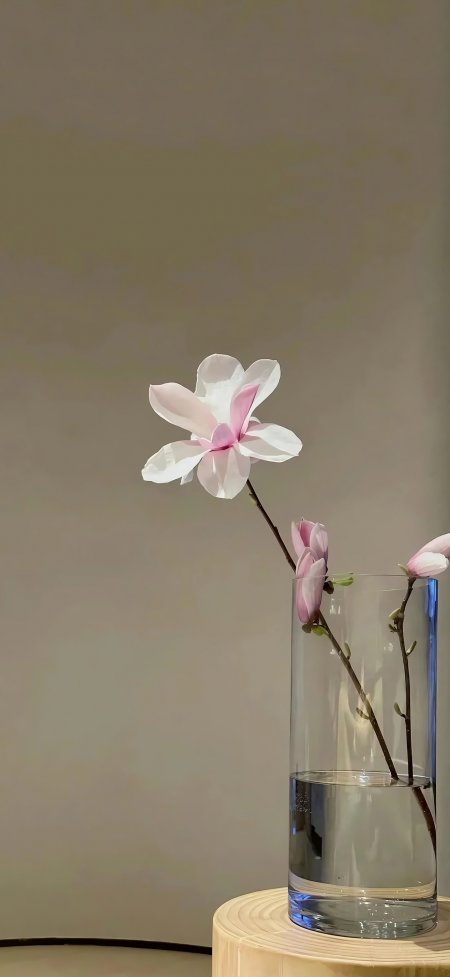 玉兰花瓶插花静谧极简美学创意手机壁纸