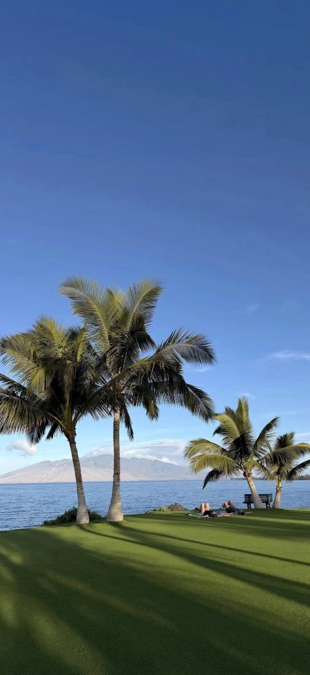 椰树草坪海滨度假风光风景手机壁纸