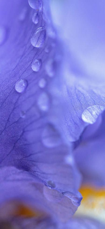 紫色鸢尾花瓣上晶莹水珠微距摄影手机壁纸