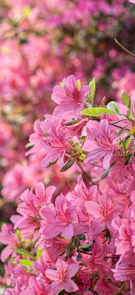 粉色杜鹃花簇拥绽放春日盛景花卉手机壁纸