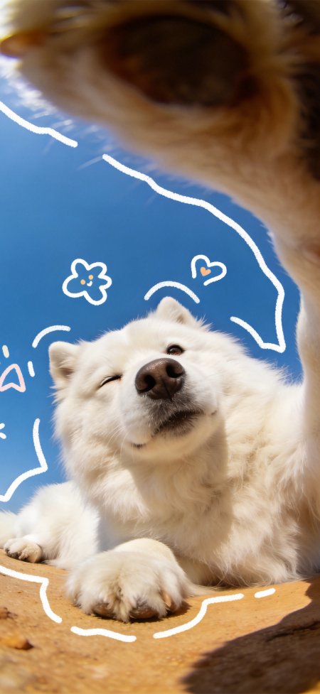 萨摩耶犬躺卧微笑手绘涂鸦温馨治愈动物手机壁纸