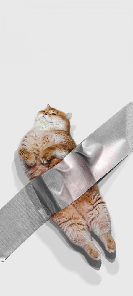 橘猫被银色胶带固定仰躺呆萌表情创意宠物手机壁纸
