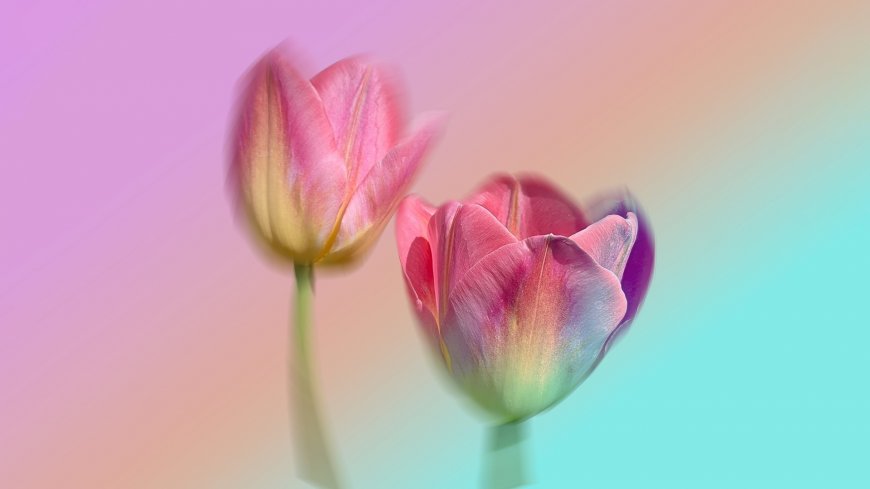 粉色郁金香渐变背景花卉特写风景电脑壁纸