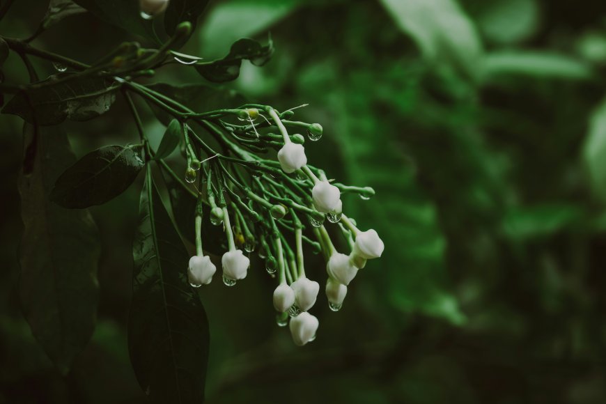 白色花朵水珠绿叶植物特写清新自然风景电脑壁纸