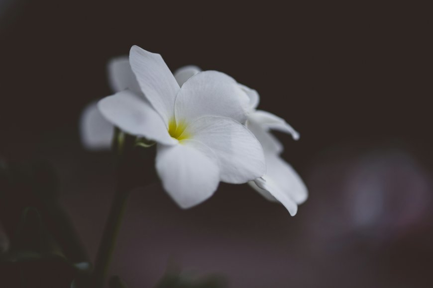 白色鸡蛋花黄色花心特写花卉摄影风景电脑壁纸