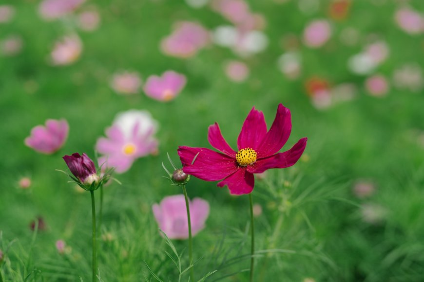 波斯菊花海粉红花朵绿叶背景花卉特写风景电脑壁纸