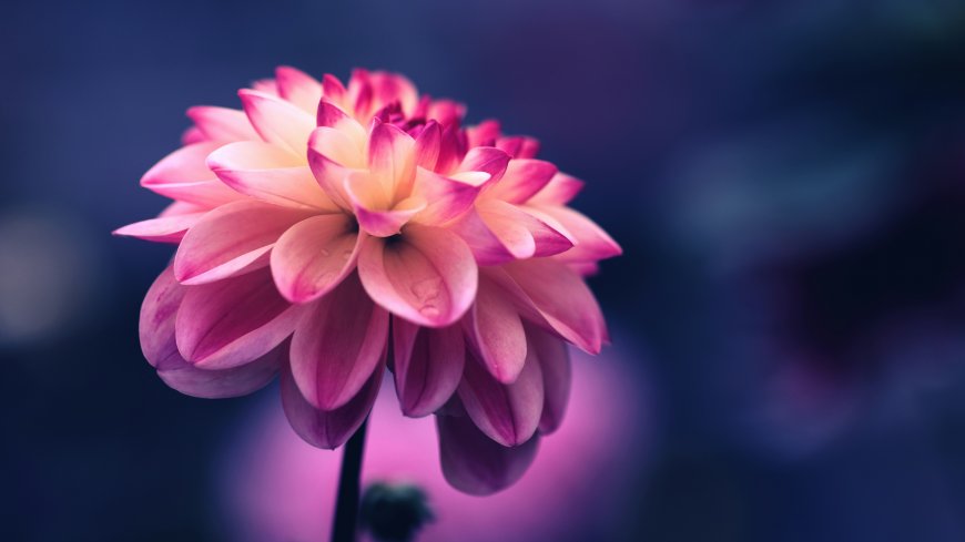 粉紫渐变大丽花特写花卉摄影风景电脑壁纸