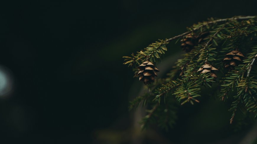 加拿大铁杉枝头松果特写针叶植物自然生态风景电脑壁纸