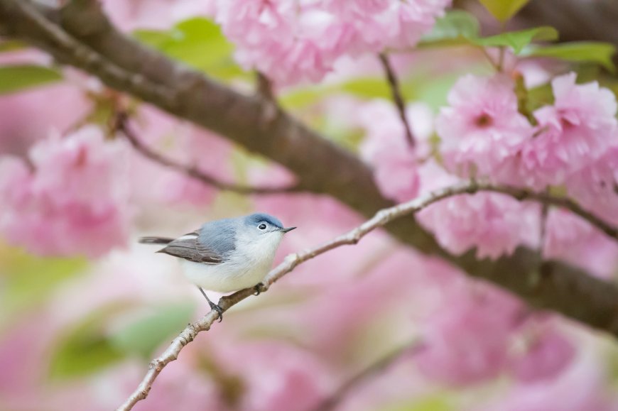 灰蓝蚋莺栖息樱花枝头春日生态风景电脑壁纸