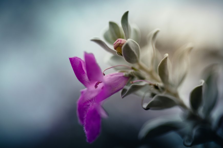 红花玉芙蓉紫色花朵与灰绿叶片特写花卉摄影风景电脑壁纸