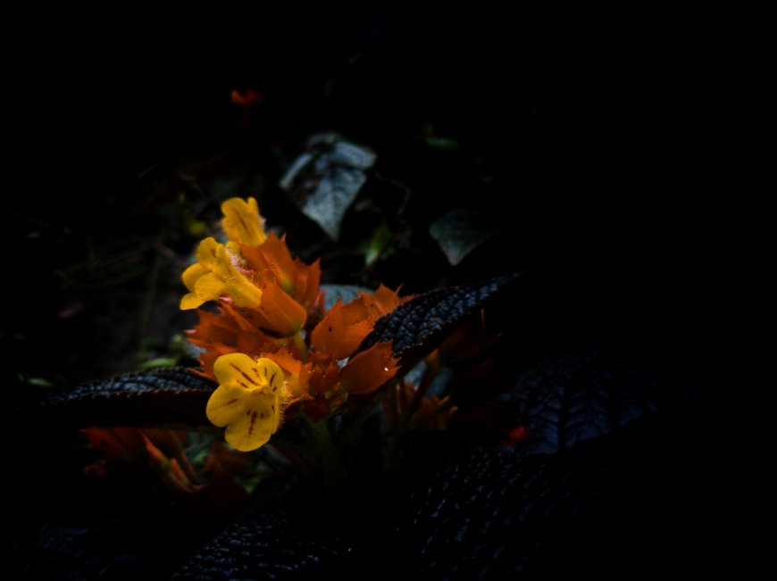 金红花橙黄花簇深色叶片特写花卉摄影风景电脑壁纸