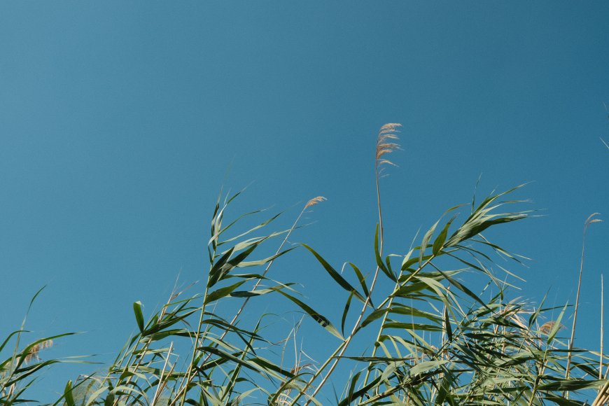 蓝天背景芦苇植物微距自然生态风景电脑壁纸