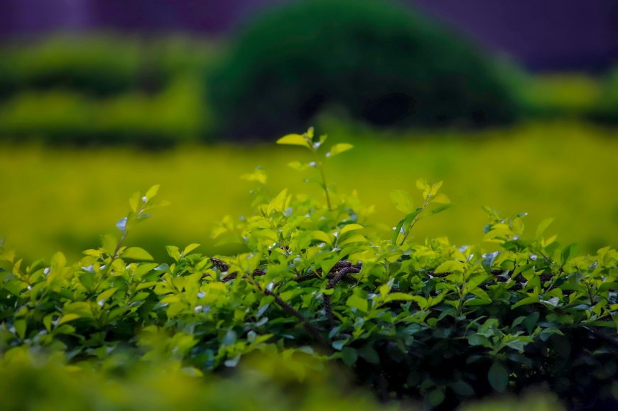 绿色灌木丛嫩叶背景虚化自然风光风景电脑壁纸