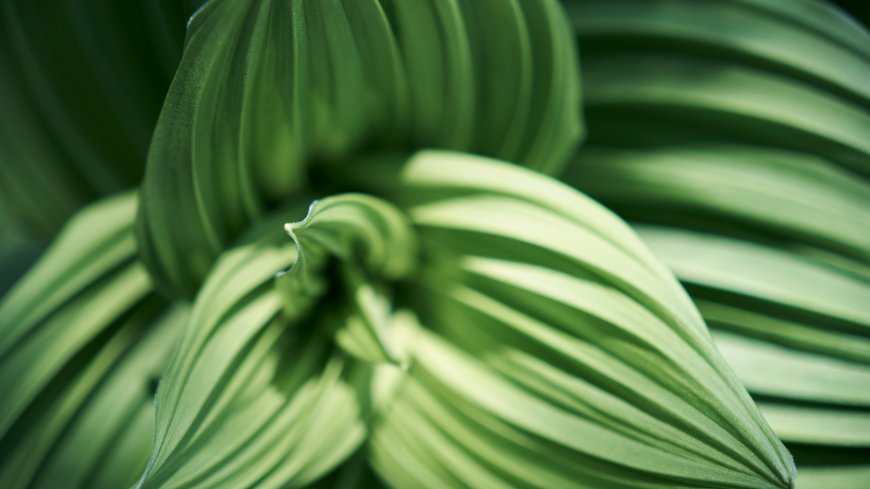 绿叶条纹纹理自然微距光影特写植物生态风景电脑壁纸