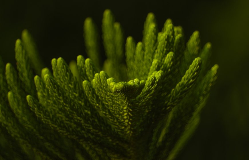 南洋杉嫩绿针叶特写植物纹理自然微距风景电脑壁纸