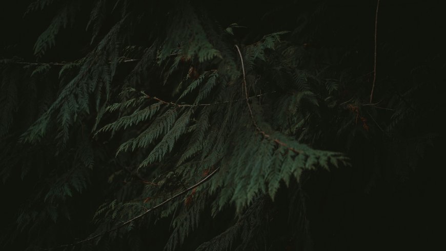 深绿针叶树枝暗调背景植物微距自然生态风景电脑壁纸
